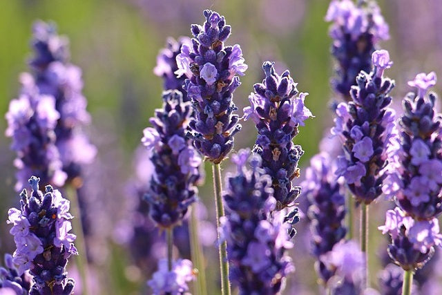 100% organic essential oil  - Lavender 15ml
